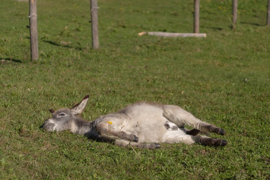 Winnewieser Vandoies Ngoại thất bức ảnh