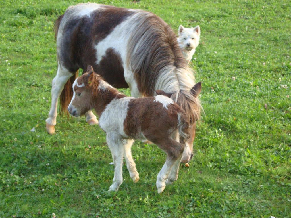Winnewieser Vandoies Ngoại thất bức ảnh