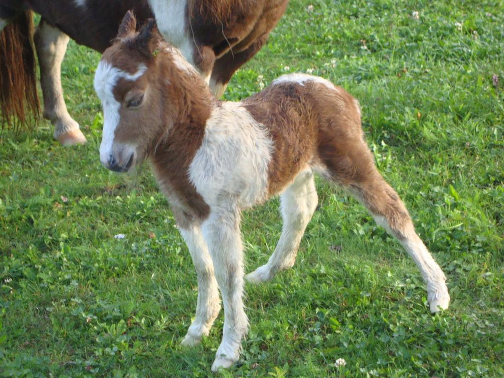 Winnewieser Vandoies Ngoại thất bức ảnh