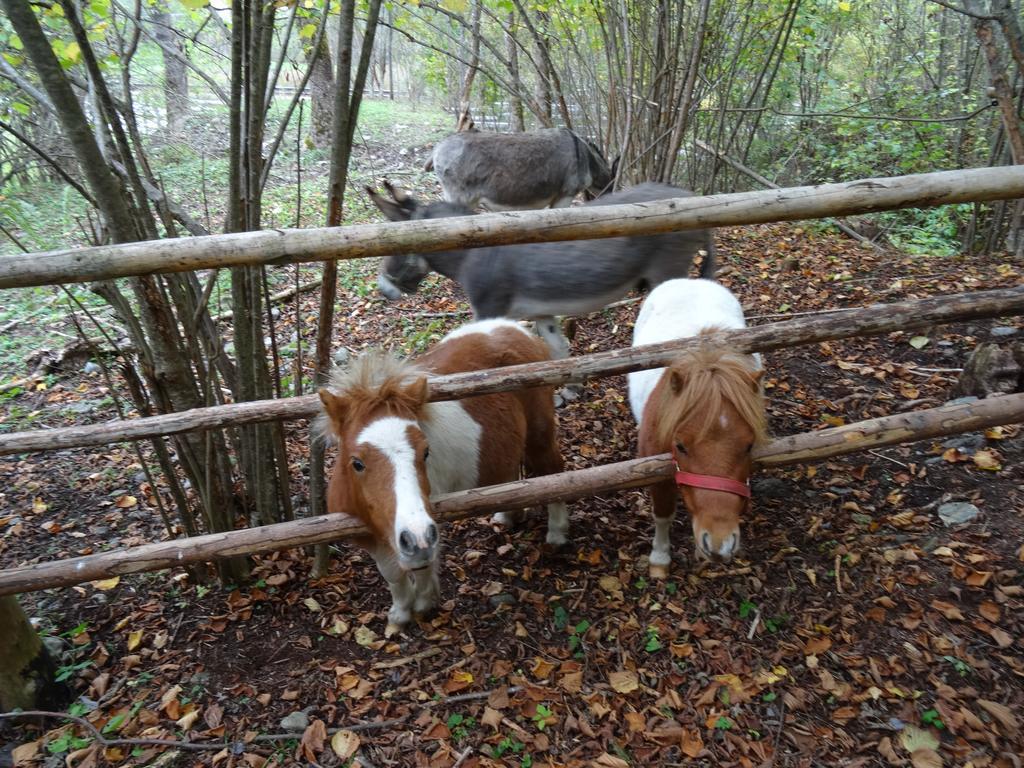 Winnewieser Vandoies Ngoại thất bức ảnh
